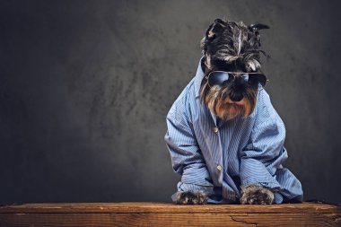 Schnauzer köpek mavi bir gömlek giymiş 