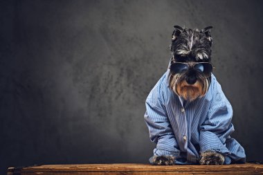 Schnauzer köpek mavi bir gömlek giymiş 