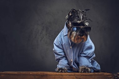 Schnauzer köpek mavi bir gömlek giymiş 