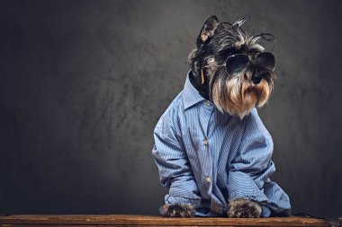 Schnauzer köpek mavi bir gömlek giymiş 