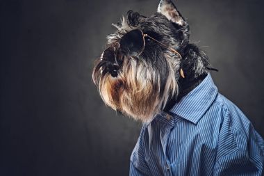 Schnauzer köpek mavi bir gömlek giymiş 