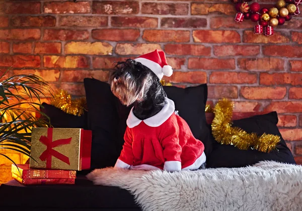 Schnauzer dog dressed in Christmas clothes — Stock Photo, Image