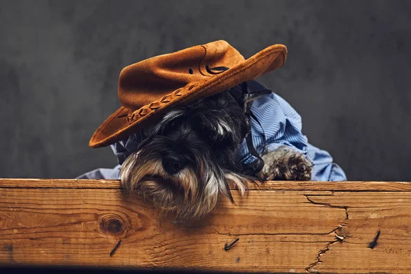 Moda schnauzer köpek