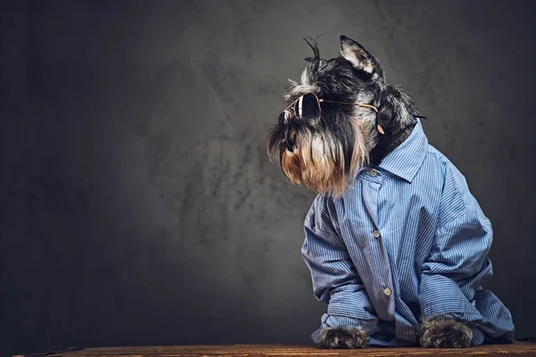 Schnauzer köpek güneş gözlüğü