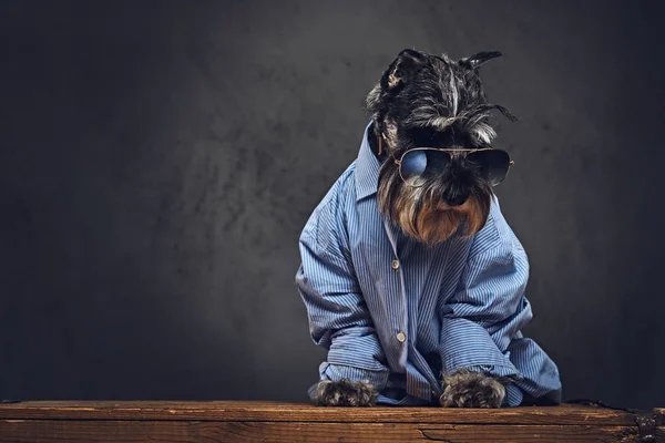 Schnauzer köpek mavi bir gömlek giymiş 
