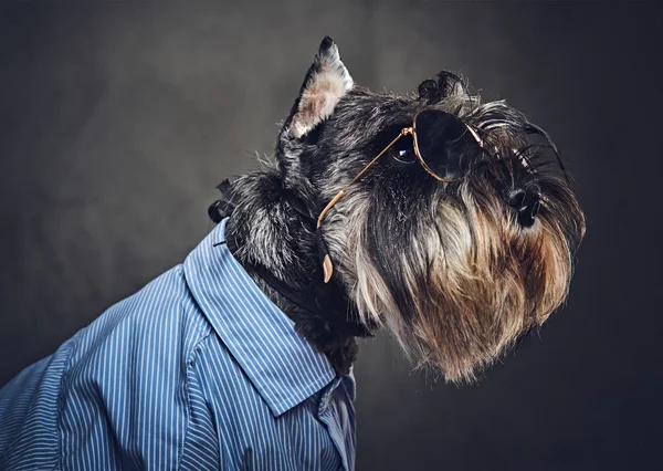 Studio portrait of fashionable schnauzer dog