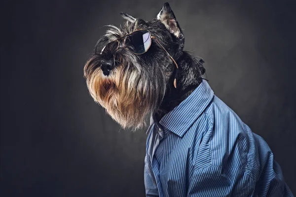 Stüdyo portre moda schnauzer köpek 