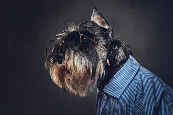 Studio portrait of fashionable schnauzer dog