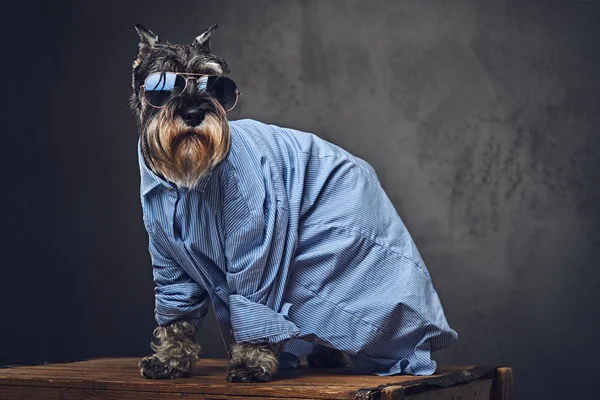 Stüdyo portre moda schnauzer köpek 