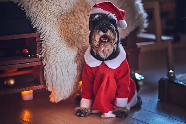 Schnauzer kutya öltözött Karácsony ruhák — Stock Fotó