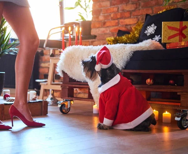 Schnauzer dog dressed in Christmas clothes — Stock Photo, Image