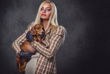 Dişi kırmızı porsuk köpek tutar.