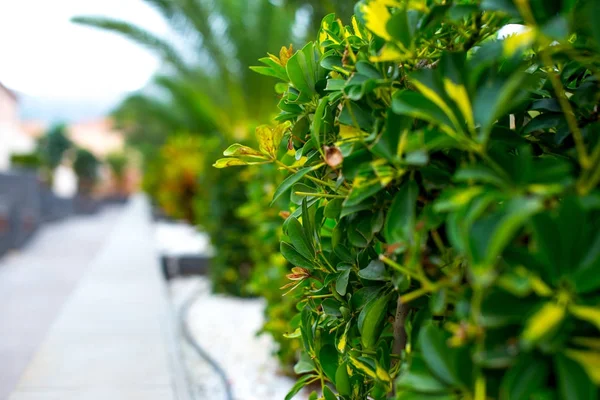 Green plant along the sidewalk — Stock Photo, Image