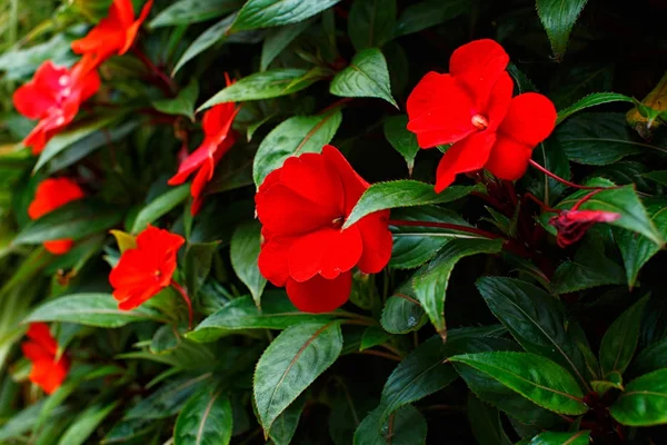 güzel kırmızı çiçekler