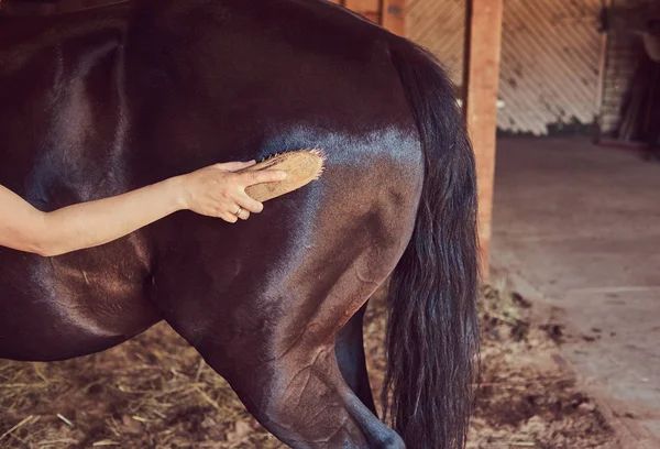 Safkan Pets Dikkat Çekici Kadın Süvari Ati Bir Çiftlikte Ahır — Stok fotoğraf