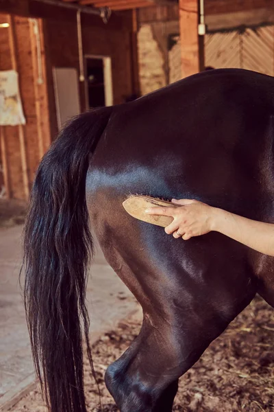 女性騎手は 純血種のペットの世話ファームでは 馬小屋で彼女の馬のたてがみをブラシします — ストック写真