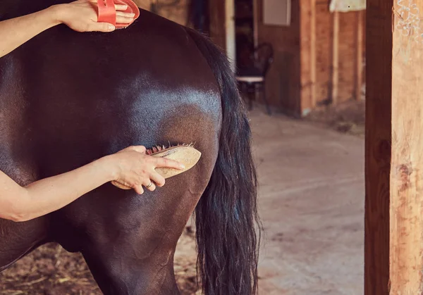 Safkan Pets Dikkat Çekici Kadın Süvari Ati Bir Çiftlikte Ahır — Stok fotoğraf