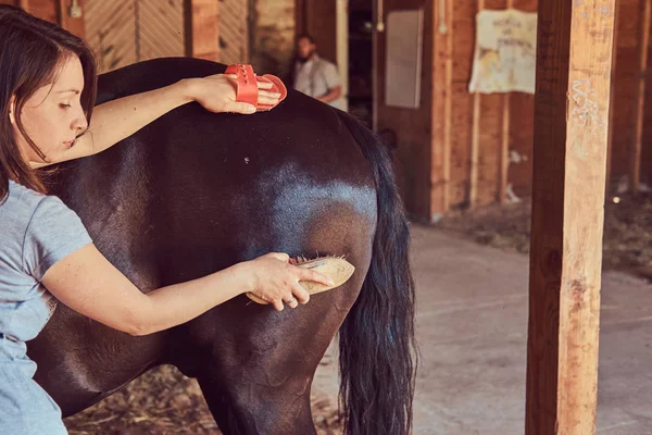 Safkan Evde Beslenen Hayvan Bakımı Kadın Süvari Ati Bir Çiftlikte — Stok fotoğraf
