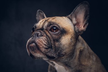 Pug köpek komik surat. Karanlık bir arka plan üzerinde izole.