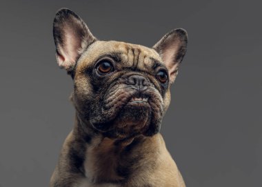 Stüdyo gülümseyen arsız hem de bir portresi. Hem de bir dişlerini gösterir 