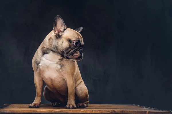 Студийный Портрет Милой Собаки Породистый Мопс — стоковое фото