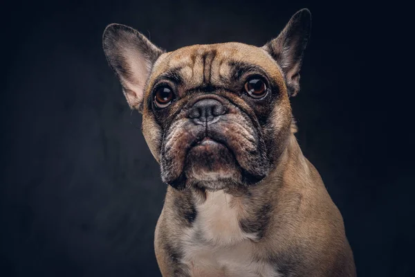 Portre Sevimli Pug Köpek Karanlık Bir Arka Plan Üzerinde Izole — Stok fotoğraf