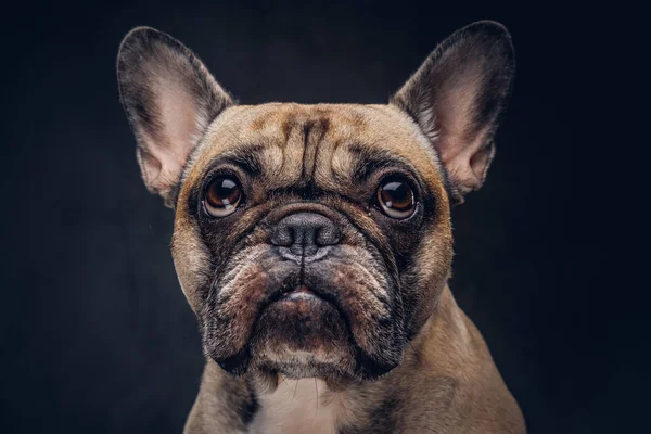 Portre Sevimli Pug Köpek Karanlık Bir Arka Plan Üzerinde Izole — Stok fotoğraf