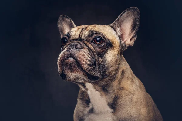 Portrait Chien Carlin Mignon Isolé Sur Fond Sombre — Photo