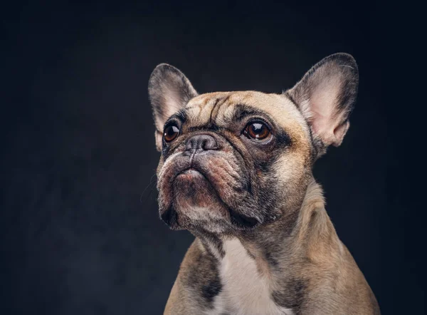 Legrační Obličej Pug Psa Tmavém Pozadí Samostatný — Stock fotografie