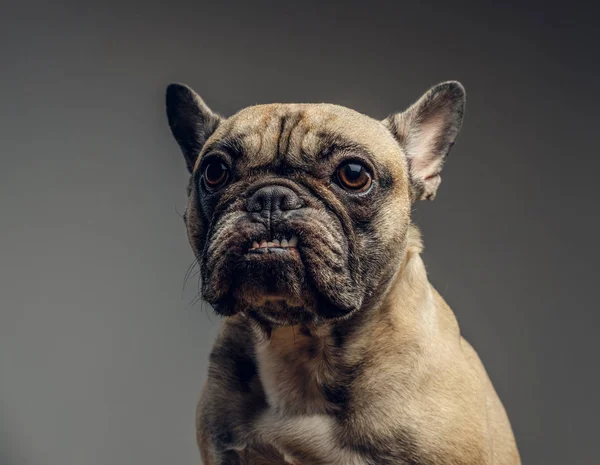 Retrato Estudio Cachorro Descarado Sonriente Pug Muestra Sus Dientes — Foto de Stock