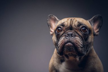 Stüdyo portre sevimli bir köpek. Doğurmak pug.