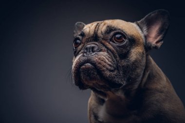 Stüdyo portre sevimli bir köpek. Doğurmak pug.
