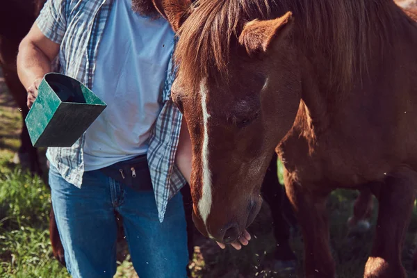穿着法兰绒衬衣和牛仔裤的大胡子农夫把马喂到绿地里 — 图库照片