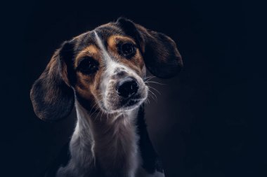 Portre Studio karanlık bir arka plan üzerinde bir şirin doğurmak köpek.