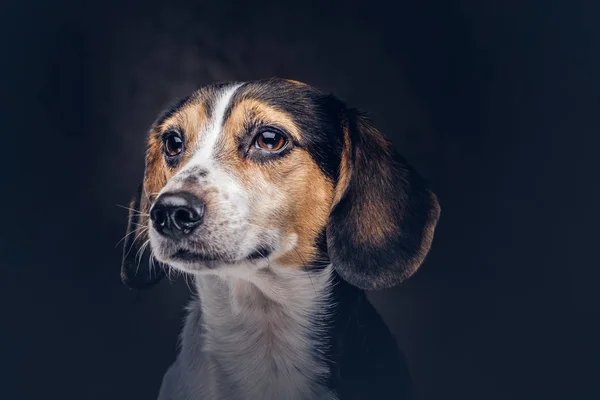 Портрет милой породы собаки на темном фоне в студии . — стоковое фото