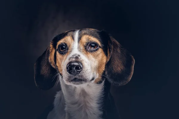Портрет милой породы собаки на темном фоне в студии . — стоковое фото