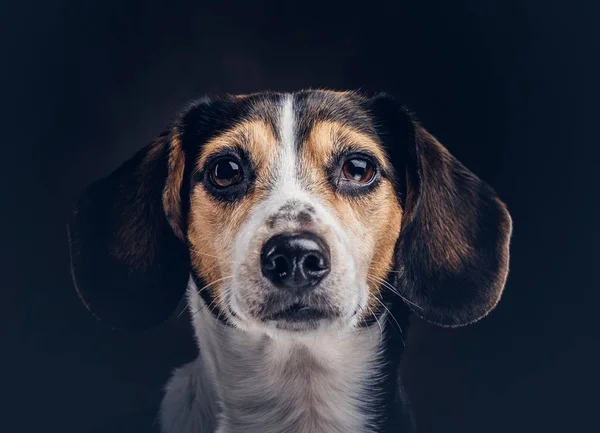 Portrét roztomilé plemeno psa na tmavém pozadí ve studiu. — Stock fotografie