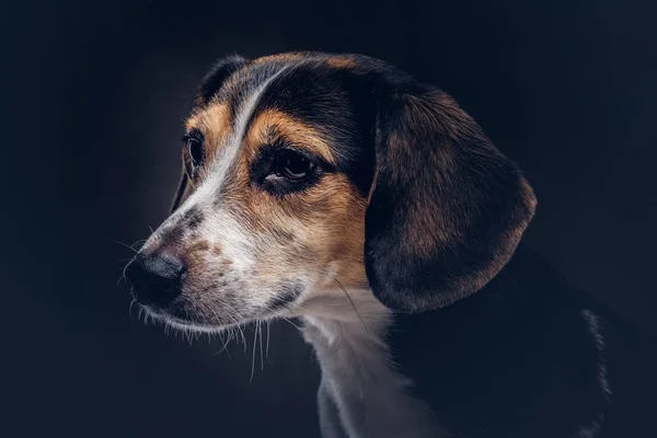 Portrait of a cute breed dog on a dark background in studio. — Stock Photo, Image