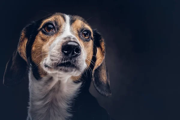 Porträt eines niedlichen Rassehundes auf dunklem Hintergrund im Atelier. — Stockfoto