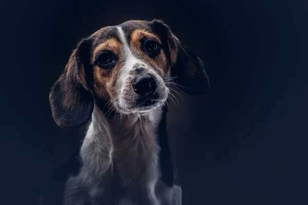 在工作室的黑暗背景可爱的狗的肖像. — 图库照片