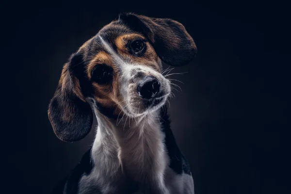 Portrait of a cute breed dog on a dark background in studio. — Stock Photo, Image