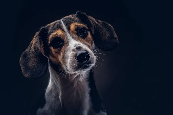 Portrait of a cute breed dog on a dark background in studio. — Stock Photo, Image