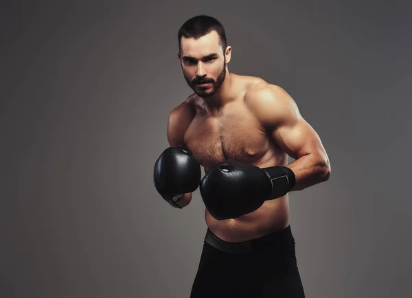 Brutal Shirtless Caucasian Sportsman Boxing Gloves Training Isolated Gray Background — Stock Photo, Image