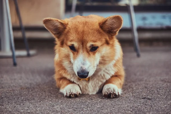 Divertente Razza Carina Corgi Gallesi Sdraiato Sull Asfalto Vicino Caffè — Foto Stock