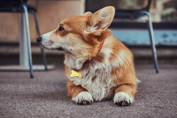 Divertente Razza Carina Corgi Gallesi Sdraiato Sull Asfalto Vicino Caffè — Foto Stock