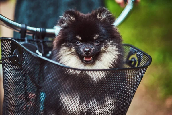 Симпатичная собака Шпиц в велосипедной корзине на прогулке . — стоковое фото
