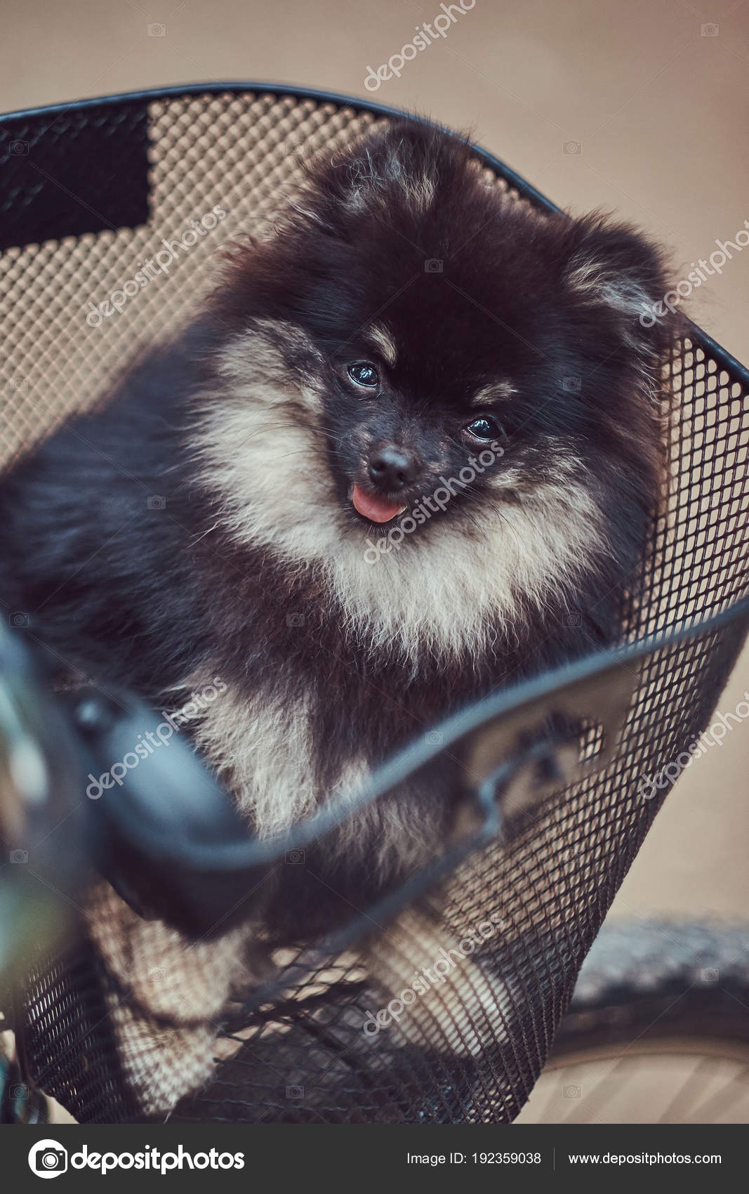 Hund Im Fahrradkorb Erlaubt