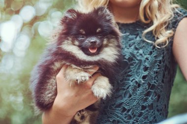 Kız tutar bir şirin spitz köpek yavrusu yakın çekim görüntüsü.