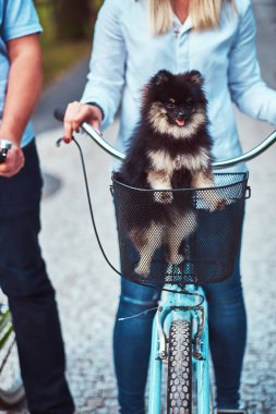 Spitz köpek binmek bisiklet sepetinde.