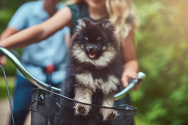 Cute Spitz dog in the bicycle basket on a ride. — Stock Photo, Image